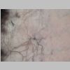 Neuronas Golgi 26.jpg